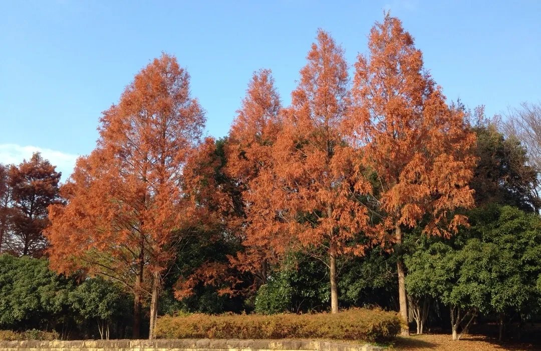 🌳 오이즈미 녹지(오이즈미료쿠치) 이미지 5